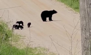 Mother Bear With Five Cubs In Mesick, Michigan