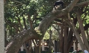 Dog In A Tree