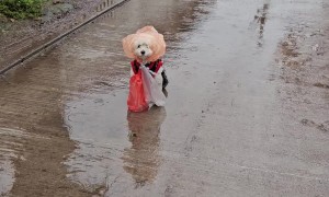 Improvised Puppy Poncho