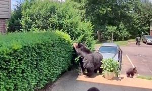 A Family Bears Comes To Visit