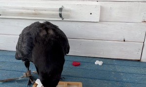 Raven Plays Tic-Tac-Toe