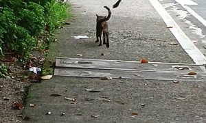 Cheeky Bird Pesters Wandering Cat
