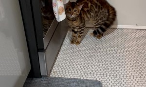 My Cat's Reaction to Me Wearing a Hair Towel