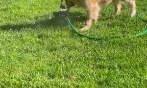 Golden Retriever Makes Gardening Difficult