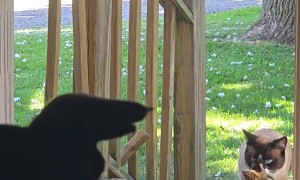 Cat Releases Live Chipmunk Indoors