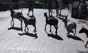 Goats Escape the Petting Zoo