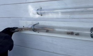 Raven Uses Stick to Reach Food