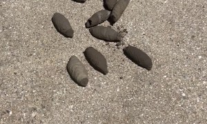 Investigating A Mystery Bug Nest