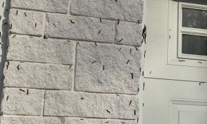 Caterpillar Infestation at Northern Ontario Home