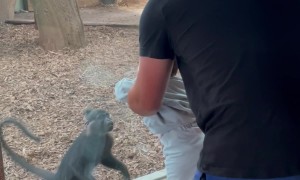 Monkey Playfully Chases Giggling Family