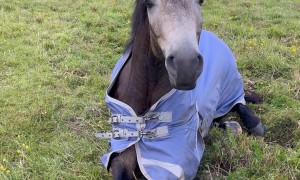 Tired Horse Makes a Funny Noise Getting Up