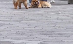 Chow Chow Stubbornly Refuses To Stand