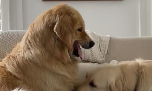 Golden Retriever Tests Big Sister's Patience