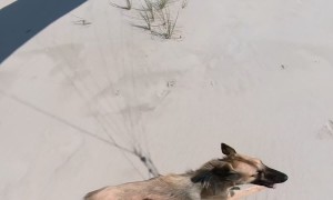 Sighthound Sprints Behind Beach Paraglider