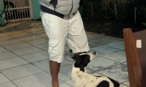 Dog Dances to Brazilian Music