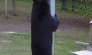 Bear Attempts to Steal Bird Feeder