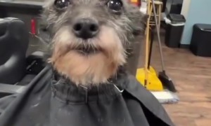 Dog Gets a Haircut at a Barbershop
