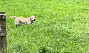 Dog Takes An Unnecessary Shortcut