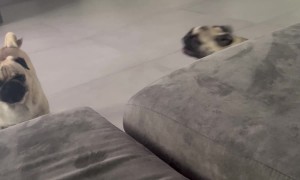 When Your Pug Is Broken