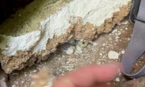 Kitten Found Among Rocks