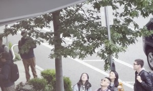 Bystanders Save a Baby Duckling From Falling Off the Building Awning