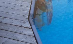 Golden Retriever Tries to Coax Owner Into Pool