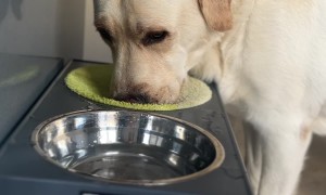 Dog Dries Its Snout After Drinking Water