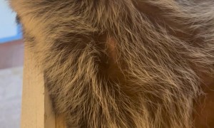 Raccoon Rests In Dresser Drawer