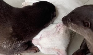 Playful Otters Harass Feline Friend