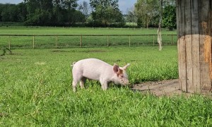 Orphaned Piglet Introduced to New Friends