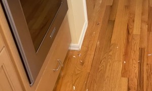 Parrot Pulls Wrapping Paper Apart