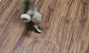 Lemmy the Pug Spins For Dinner