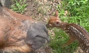 Baby Deer Meets a Horse