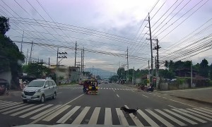 Dog Uses Crosswalk on Busy Street