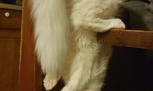 Cat Hangs Upside Down to Drink Water