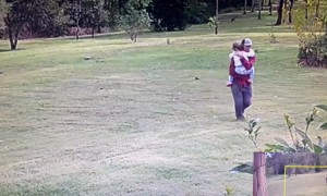 Kangaroo Attacks Toddler