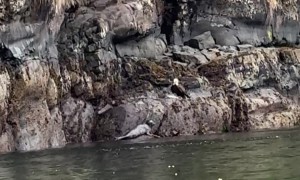 Seal Saves Her Pup From Bald Eagle