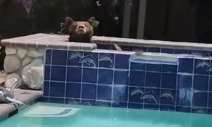 Bear Takes a Dip in Hot Tub