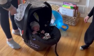 Boy Meets His Baby Sister For the First Time