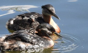 Grebes Tend to Their Young