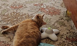 Butterfly Toy Gets All Up in Cat's Face