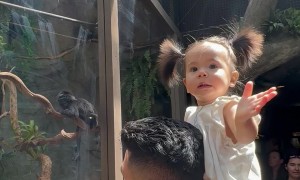 First Time Seeing A Real Monkey