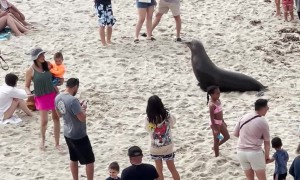 La Jolla Sea Lion Rolls In The Sand