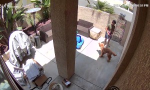 Playful Hops With Bailey the Goldendoodle