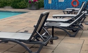 Raccoon Dips Hands Into Swimming Pool