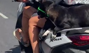 Cool Dog Wears Sunglasses On Motor Scooter