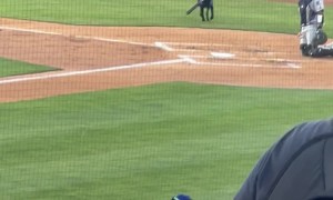 Dog Retrieves Bats At Baseball Game