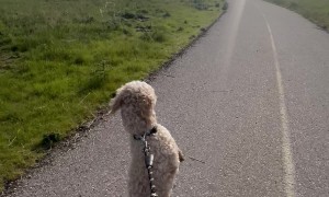 Upright Dog Goes On Morning Walk