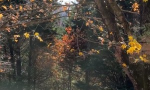 Dog Enjoys Autumnal Trampoline Bounces