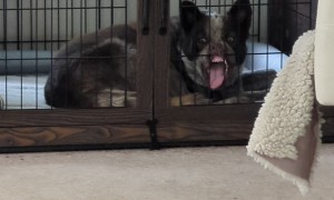 Dog Makes Funny Face In Crate